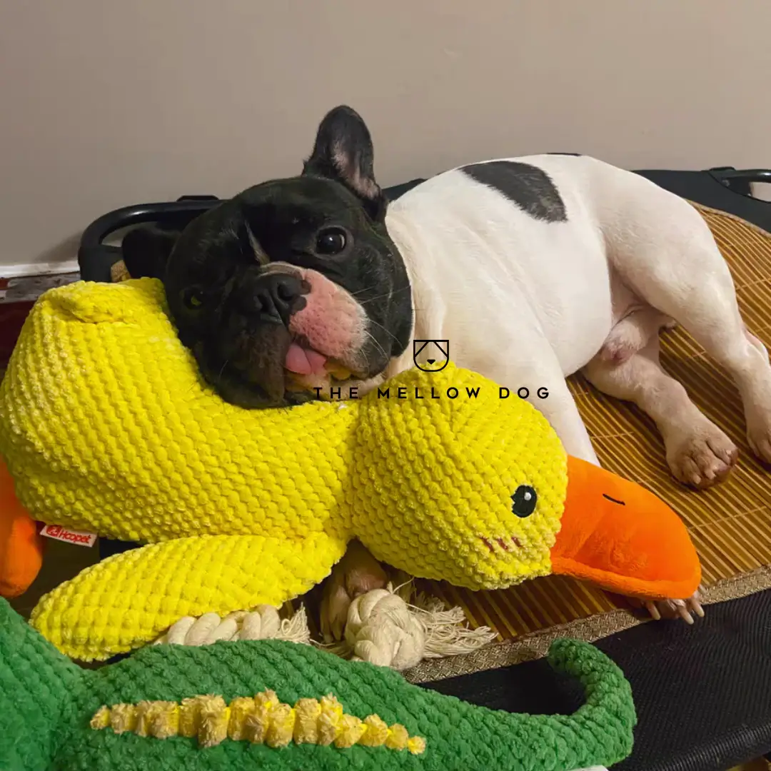 Kalmerende Eend Wasbaar In Wasmachine En Droger Voor Hond - Afbeelding 4